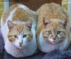 Две красивые кошки, глядя на передней